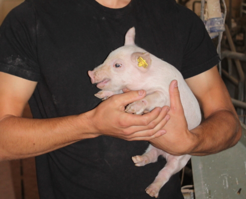 Operations manager with piglet