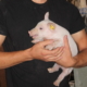 Operations manager with piglet