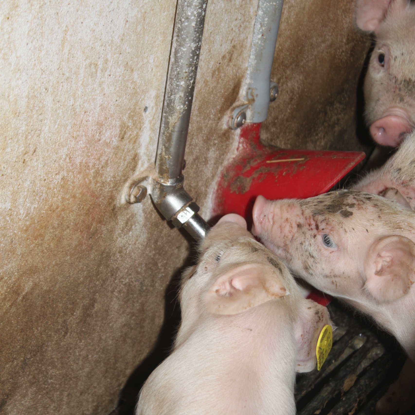 Piglets drinking clean water