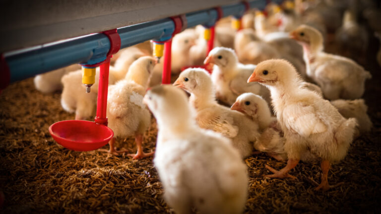Chicken feeding